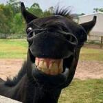 Profile picture of Manu Gafanhoto